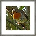 Robin In A Tree Framed Print