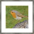 Robin Perched On Stone Framed Print