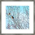 Robins In A Tree Spring Scene Framed Print