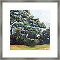 Robyn's Trees 2 Framed Print