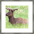 Rocky Mountain Elk In Velvet Framed Print