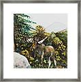 Rocky Mountain Moose Framed Print