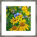 Rocky Mountain Wildflowers Framed Print