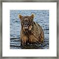 Rogue Bear Framed Print