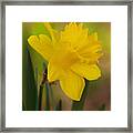 Romanticism In To Daffodils