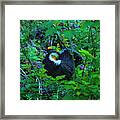 Rooster Grouse Posing Framed Print