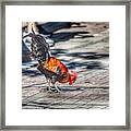 Rooster's Shadow Framed Print