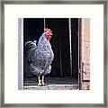 Rooster With Attitude Framed Print