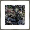 Rooted In The Cliff Framed Print