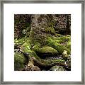 Roots Along The River Framed Print