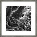 Roots One Framed Print