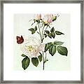 Rosa Bengale The Hymenes Framed Print