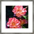 Rose 331 Framed Print