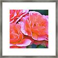 Rose 369 Framed Print