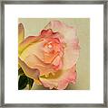 Rose 5166 Framed Print