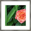 Rose And Day Lily Lives Framed Print
