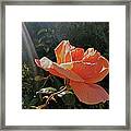 Rose And Rays Framed Print