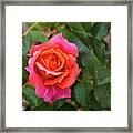 Rose Framed Print