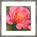 Rose Bloom Framed Print