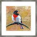 Rose-breasted-grosbeak Framed Print