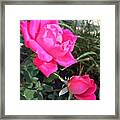 Rose Duet Framed Print