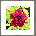 Rose In The Rain Framed Print