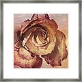 Rose In Time Framed Print