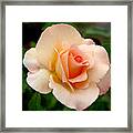 Rose Is A Rose Is A Rose Framed Print