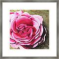 Rose Framed Print