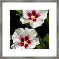 Rose Of Sharon Framed Print