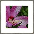 Rose Of Sharon Hibiscus With Rain Drops Framed Print