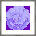 Rose On Purple Framed Print