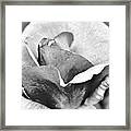 Rose Petals In Black And White Framed Print