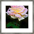 Rose Pleasure Framed Print