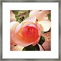 Rose With Tiny Visitor Framed Print