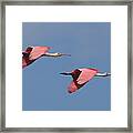 Roseate Spoonbills Framed Print