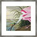 Roseate Spoonbill Framed Print