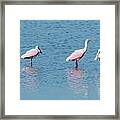 Roseate Spoonbill Line-up Framed Print