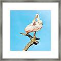 Roseate Spoonbill Framed Print