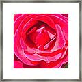 #roses Are #red ...#violets Are #blue Framed Print