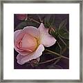 Rosey Tuesday Framed Print