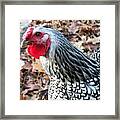 Rosie The Chicken Framed Print