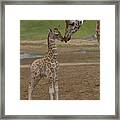 Rothschild Giraffe Giraffa Framed Print