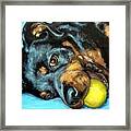 Rottweiler With Ball Framed Print