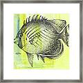 Round Fish Framed Print