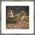 Round-tailed Ground Squirrels 1198 Framed Print