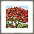 Royal Poinciana Tree Framed Print