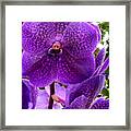 Royal Purple Orchids Framed Print