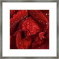 Royal Red Rose Nature / Floral / Botanical Photograph Framed Print