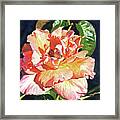 Royal Rose Framed Print